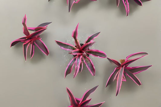 Cryptanthus Red Baron Plant in 5" Pot - Unique Houseplant for Home Decor (Cryptanthus 'Red Baron')