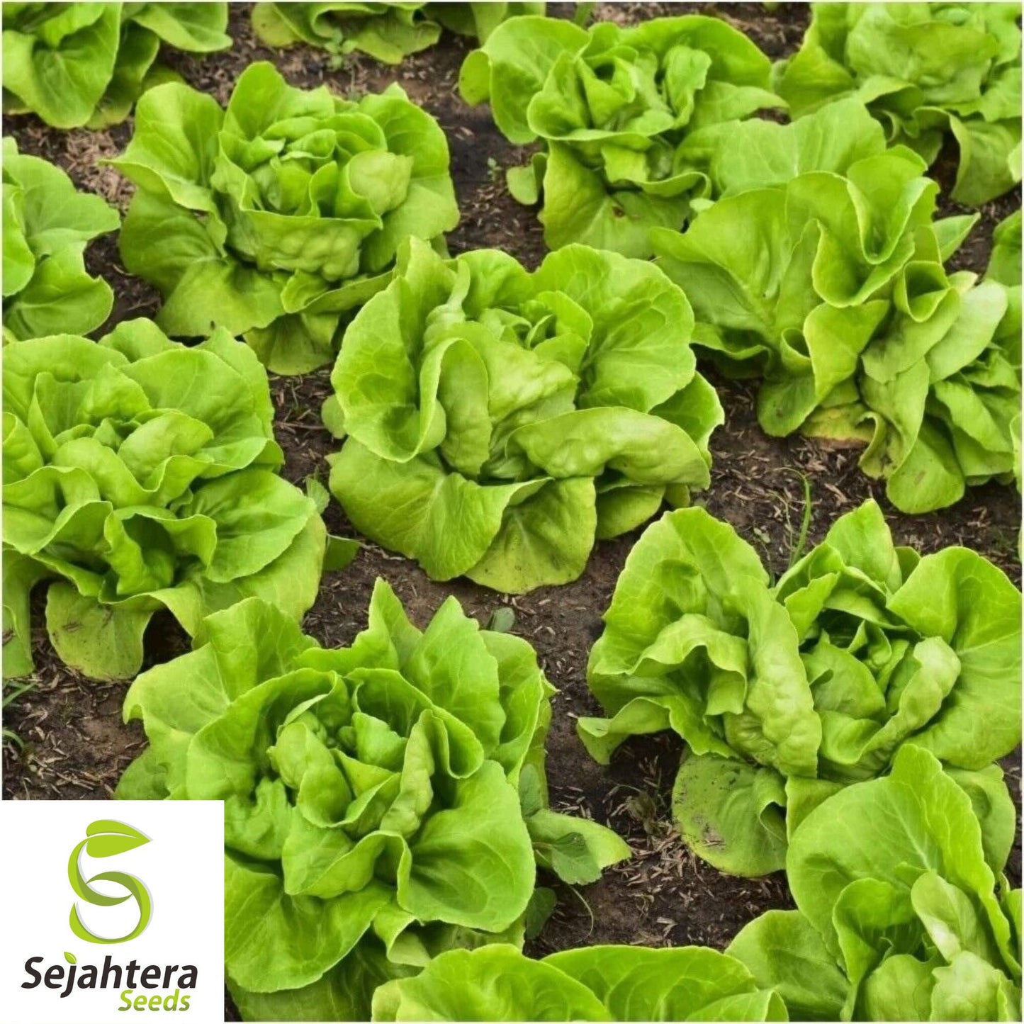 1000 Buttercrunch Lettuce Seeds - Non-GMO, Tender & Crisp Butterhead