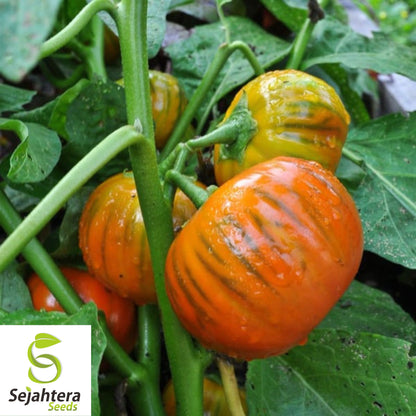 Turkish Orange Eggplant Seeds - 50+ Heirloom, Organic, Non-GMO & Fresh