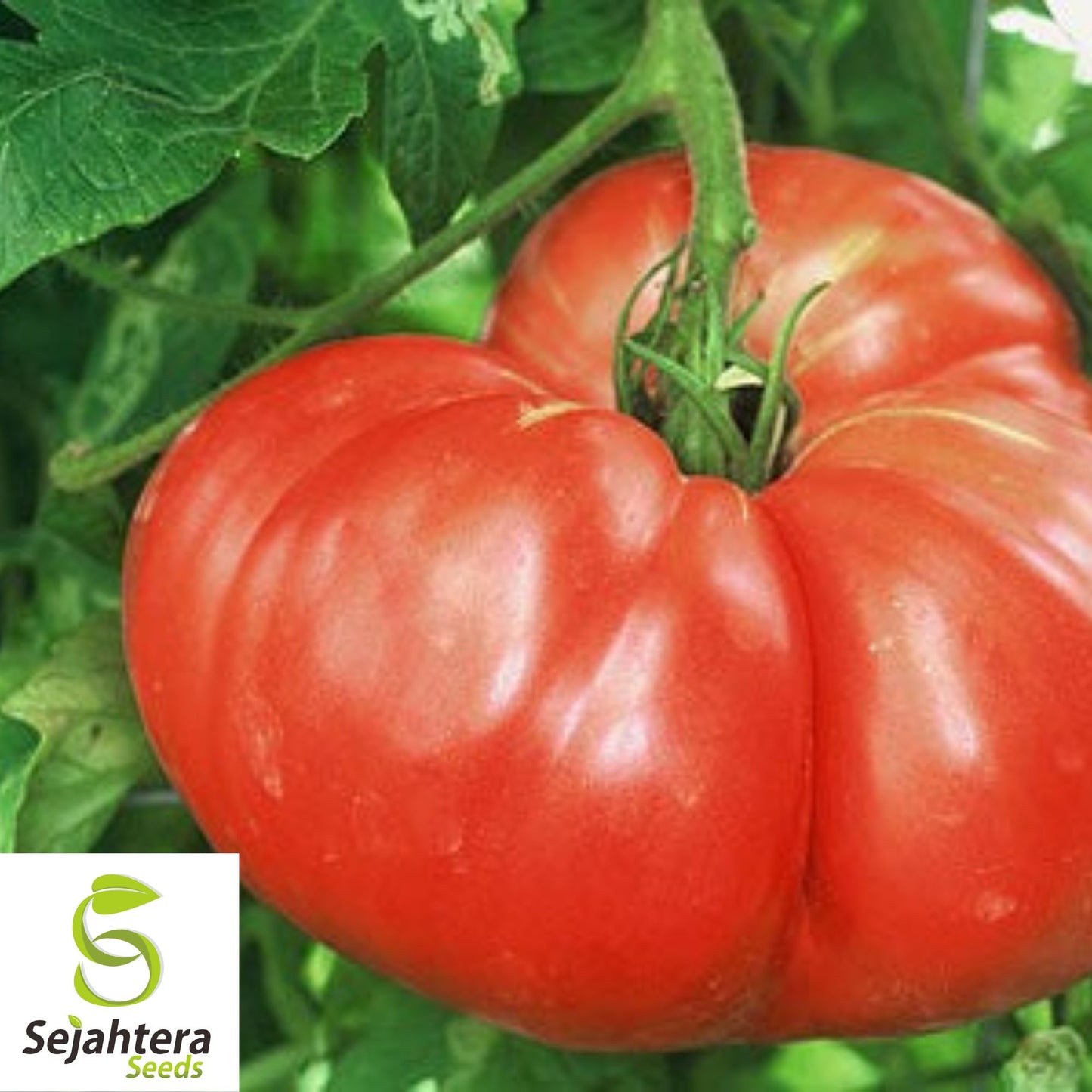 German Giant Tomato Seeds - 120+ Organic Heirloom - Huge & Juicy - Non-GMO