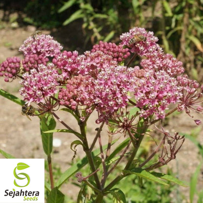 Swamp Milkweed Seeds 30+ | Asclepias incarnata Perennial Butterfly Flower USA