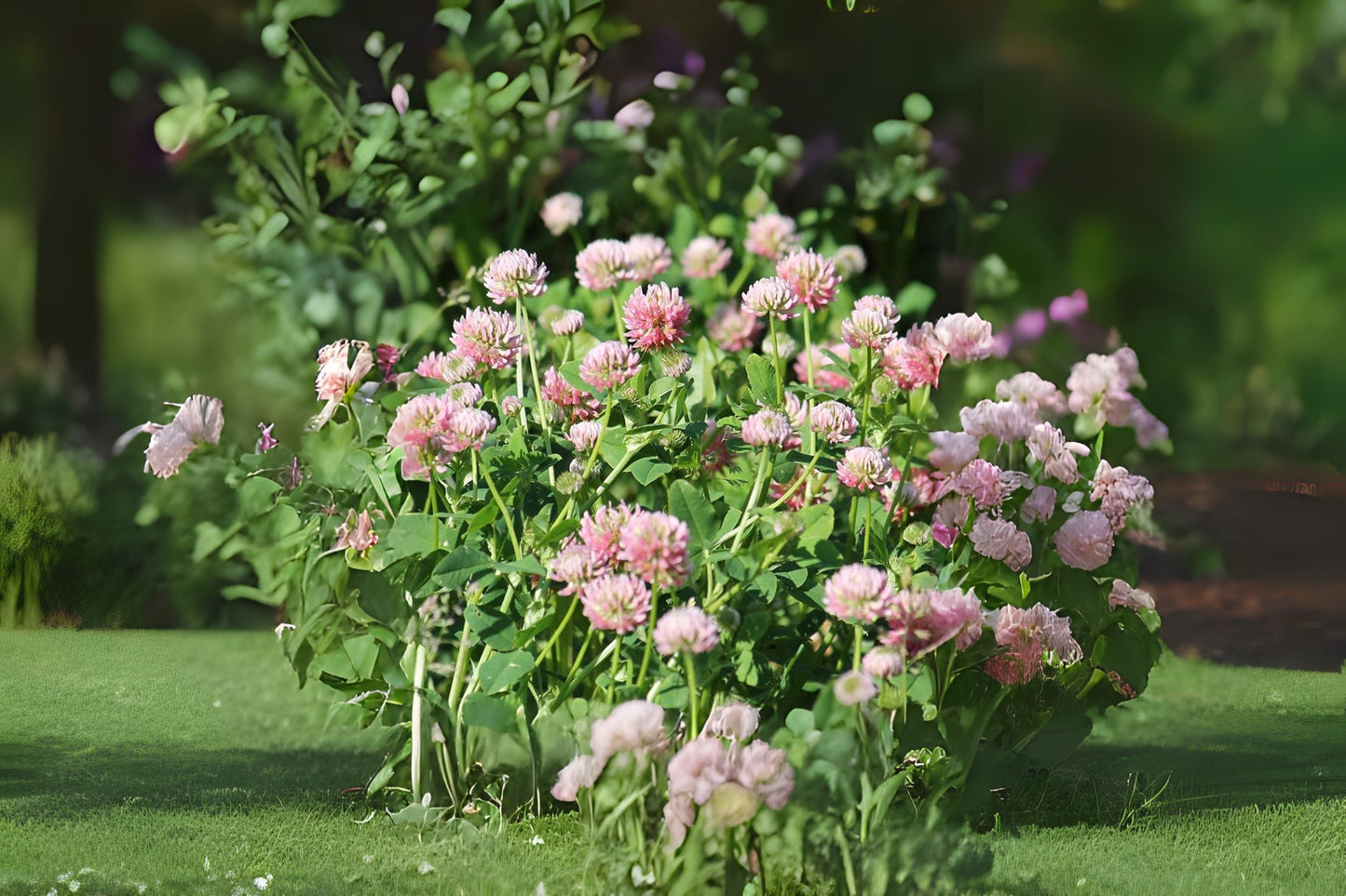 Alsike Clover (Trifolium hybridum)