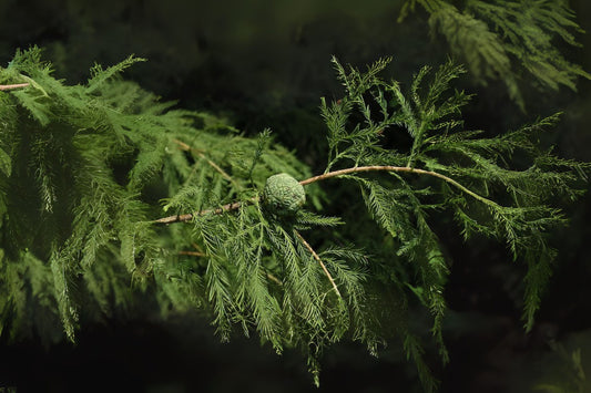Bald Cypress (Taxodium distichum Southern)
