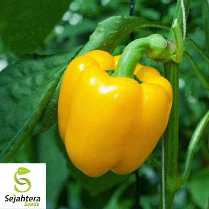 20 Sunbright Sweet Bell Pepper Seeds - Non-GMO, Crisp & Vibrant Variety