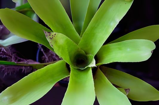 Aechmea Smithiorium Plant in 9" Pot - Chartreuse Green Foliage, Spiky Bloom - Aechmea Smithiorium for Collectors & Novelties