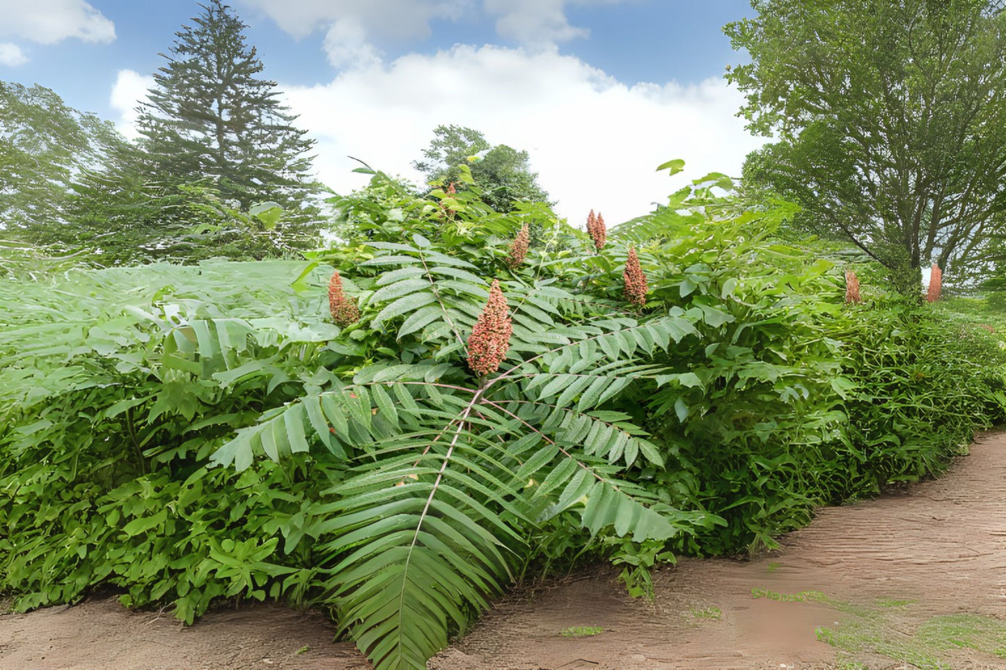Smooth Sumac (Rhus glabra)