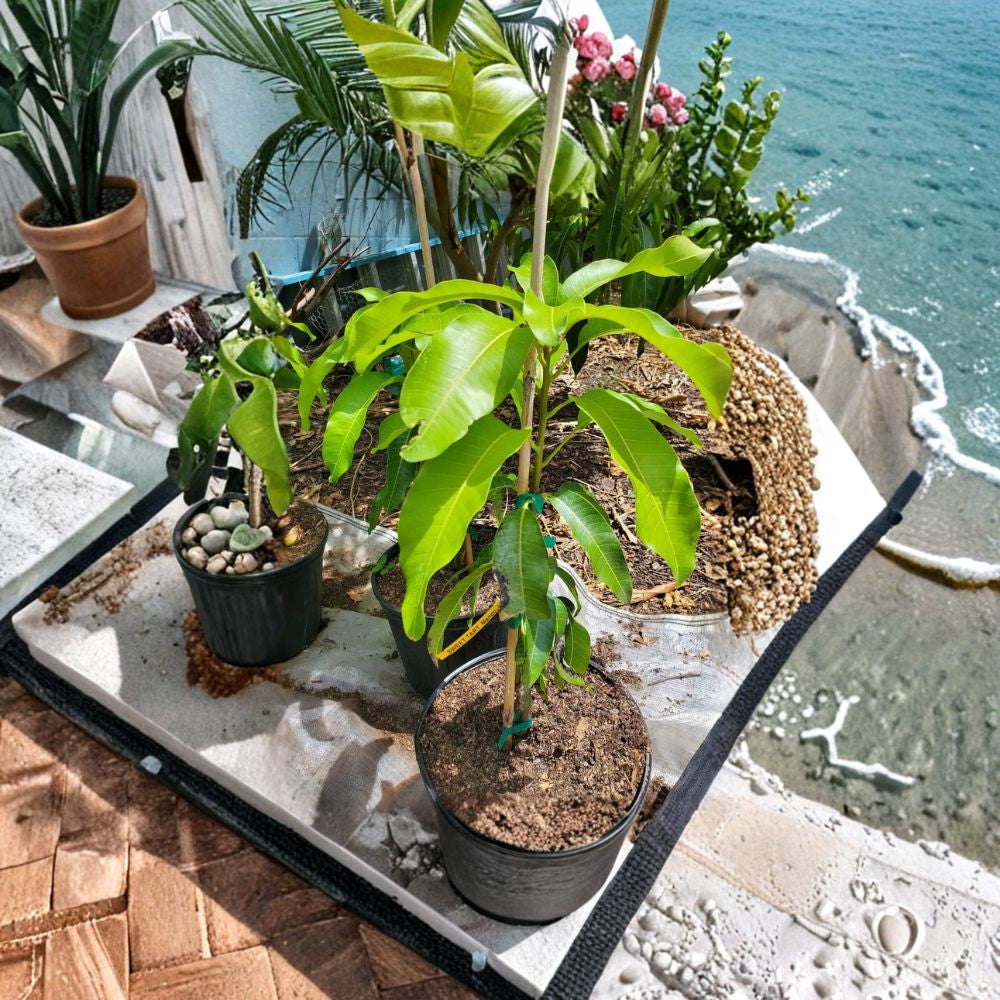 Sweet Tart Mango Tree – Mangifera indica ‘Sweet Tart’ Live Grafted Tree | 3–5 Feet Tall | 7 Gallon Size  Bold Sweet-Tart Flavor | Fiberless Flesh | High Demand Variety