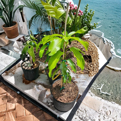 Sweet Tart Mango Tree – Mangifera indica ‘Sweet Tart’ Live Grafted Tree | 3–5 Feet Tall | 7 Gallon Size  Bold Sweet-Tart Flavor | Fiberless Flesh | High Demand Variety