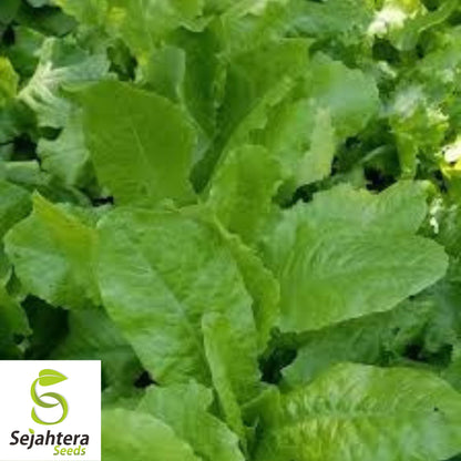 1200+ Iceberg Batavian Lettuce Seeds - Non-GMO, Crisp & Heirloom Variety