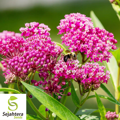 Swamp Milkweed Seeds 30+ | Asclepias incarnata Perennial Butterfly Flower USA