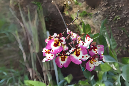 Tolumnia Plant 3" Pot Pink Lady Variety (Tolumnia Jairak Firm) - Healthy Orchid for Home Garden and Collection