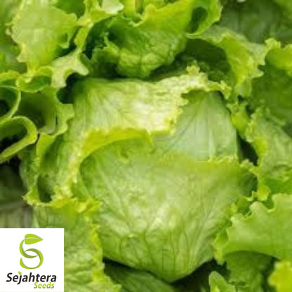 1200+ Iceberg Batavian Lettuce Seeds - Non-GMO, Crisp & Heirloom Variety