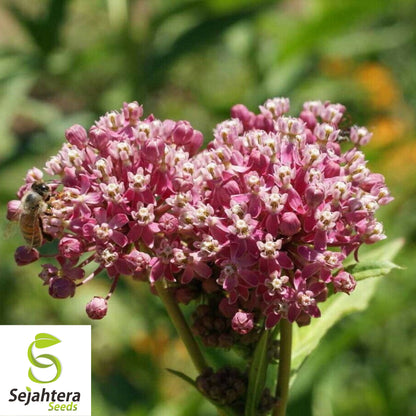 Swamp Milkweed Seeds 30+ | Asclepias incarnata Perennial Butterfly Flower USA