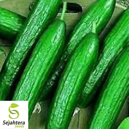 Beit Alpha Cucumber Seeds - 200+ Heirloom - Organic, Non-GMO & Fresh