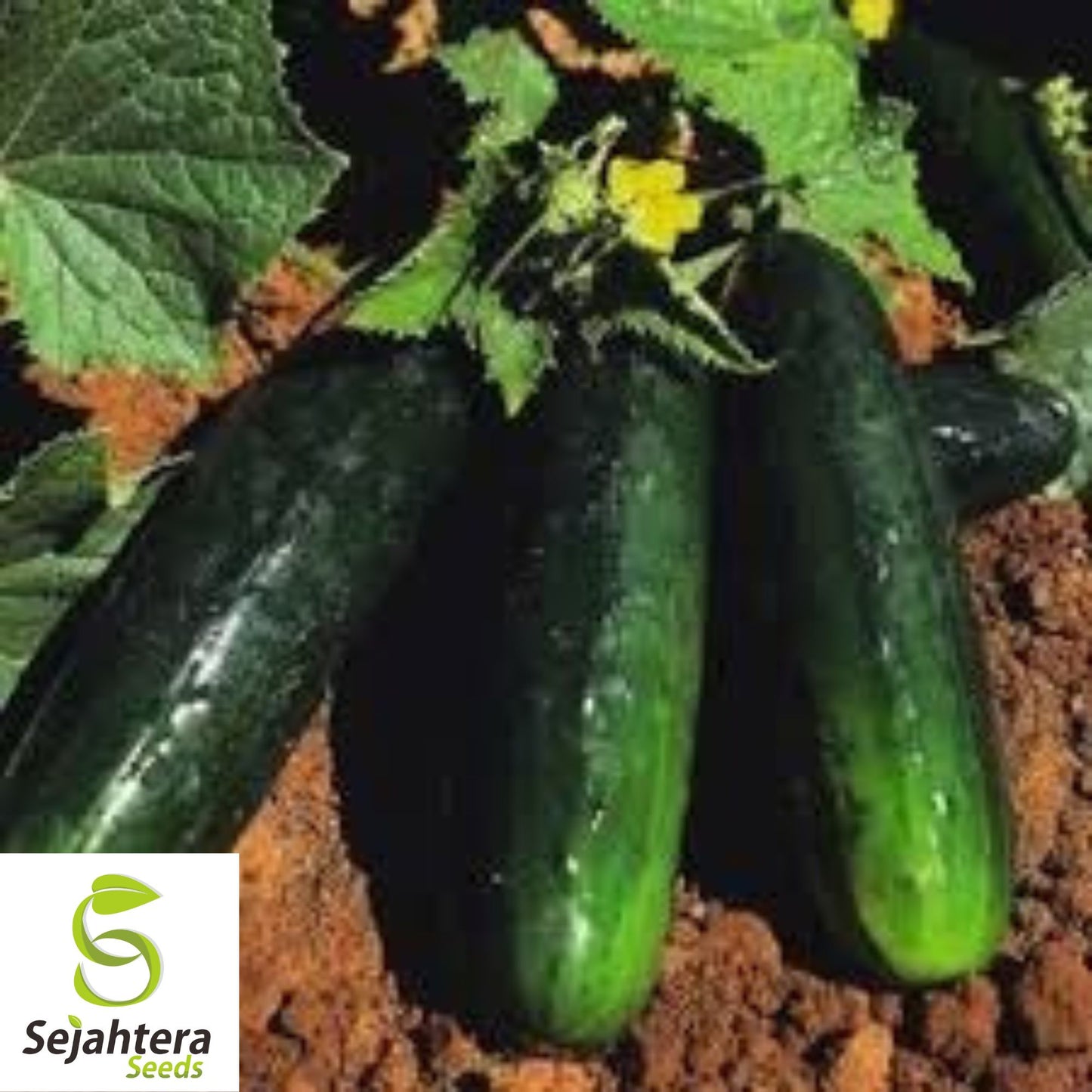 Spacemaster 80 Cucumber Seeds - 50+ Heirloom, Organic, Non-GMO & Fresh