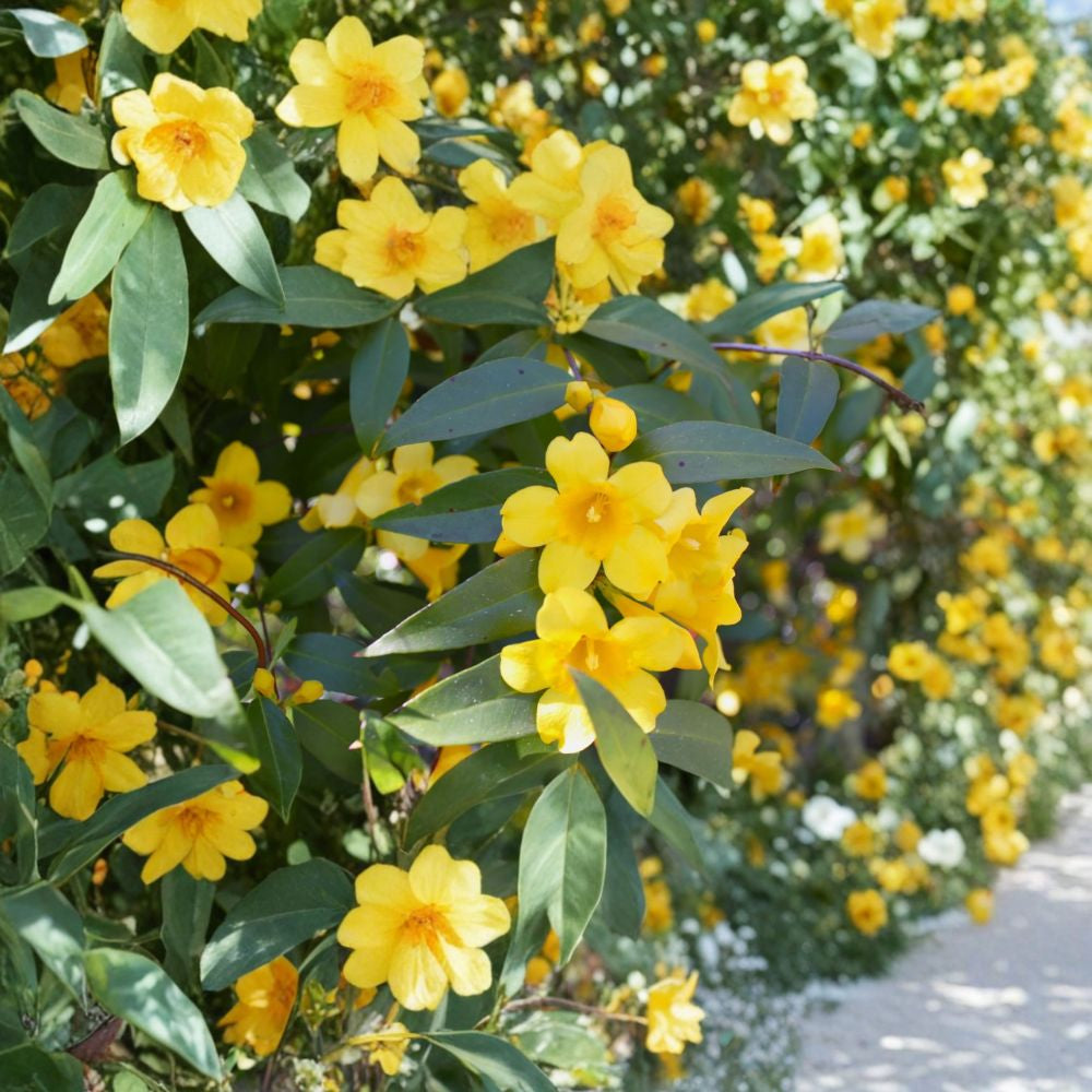 Carolina Jasmine – Gelsemium sempervirens Live Vine | 1–2 Feet Tall | Includes 1 Gallon Nursery Pot  Fragrant Yellow Flowers | Evergreen Climber | Late Winter Blooms