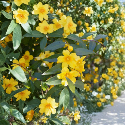 Carolina Jasmine – Gelsemium sempervirens Live Vine | 1–2 Feet Tall | Includes 1 Gallon Nursery Pot  Fragrant Yellow Flowers | Evergreen Climber | Late Winter Blooms