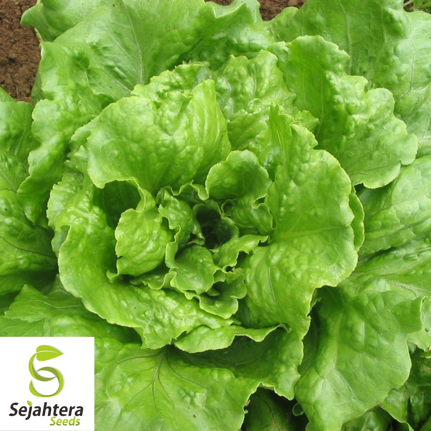 1200+ Iceberg Batavian Lettuce Seeds - Non-GMO, Crisp & Heirloom Variety