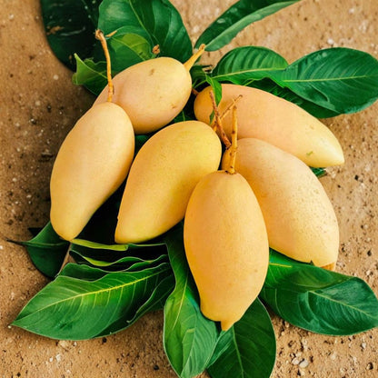 Nam Doc Mai Mango Tree – Mangifera indica ‘Nam Doc Mai’ Live Grafted Tree | 3–5 Feet Tall | 7 Gallon Size  Premium Thai Variety | Fiberless & Honey-Sweet | Ships to CA & PR