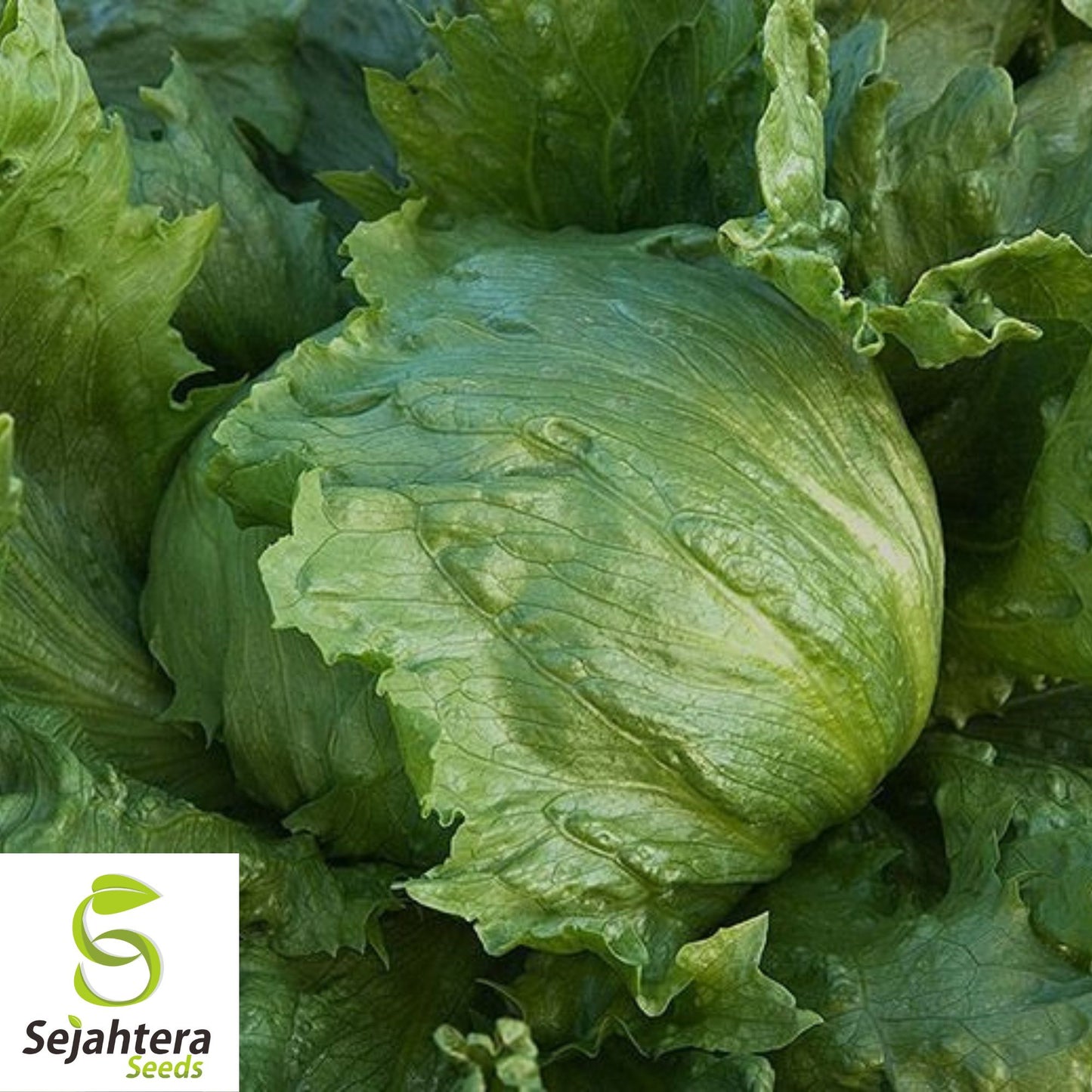 1200+ Iceberg Batavian Lettuce Seeds - Non-GMO, Crisp & Heirloom Variety