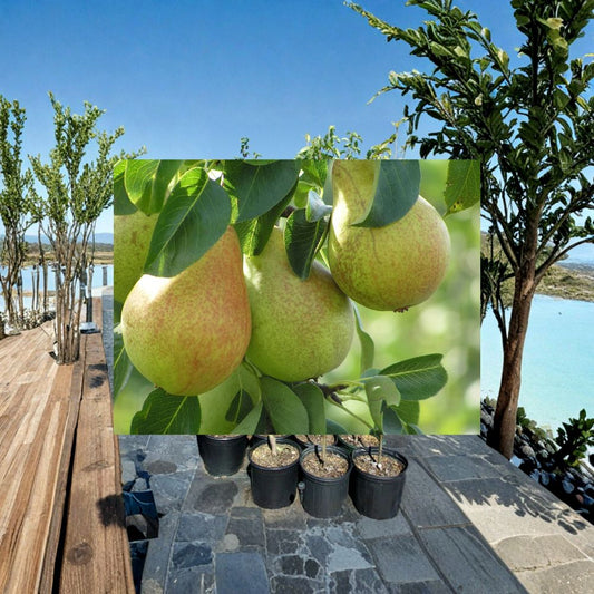 Comice Pear – Pyrus communis ‘Comice’ Live Fruit Tree | 4–6 Feet Tall | Sweet Juicy Pears  Premium Dessert Variety | Zone 4–8 | High Chill