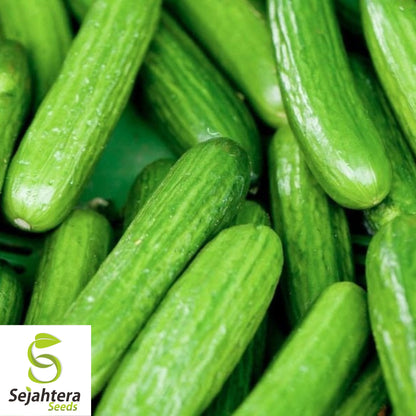 Beit Alpha Cucumber Seeds - 200+ Heirloom - Organic, Non-GMO & Fresh