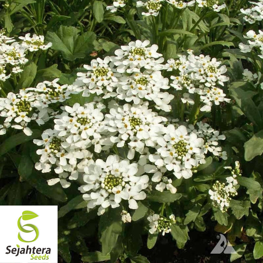 Candytuft Empress Rocket Seeds 250+ | Iberis amara Annual Flower USA