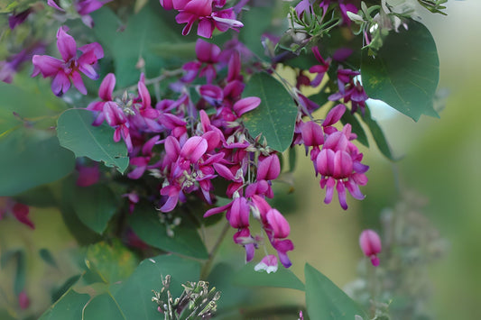 Bicolor Lespedeza Bush Shrub Shrubby Bushclover (Lespedeza bicolor)