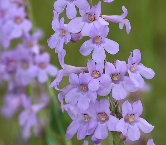 Penstemon secundiflorus 100mg Seeds For Planting