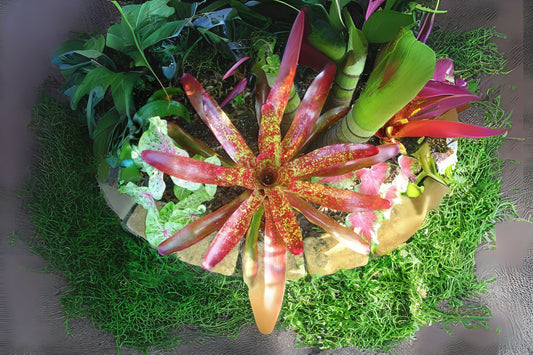 Neoregelia Tango Mango Bromeliad Plant in 6" Pot - Tropical Indoor Houseplant (Neoregelia 'Tango Mango')