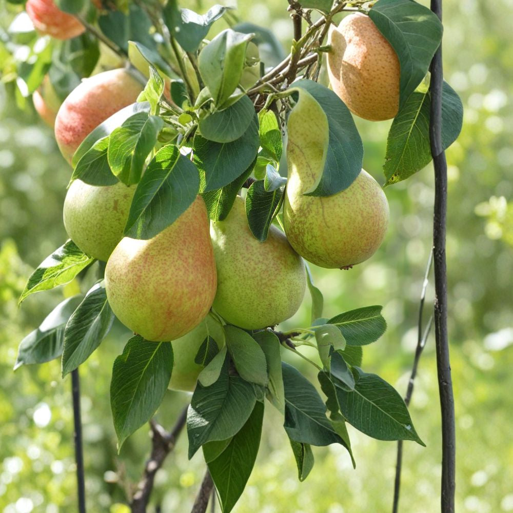 Comice Pear – Pyrus communis ‘Comice’ Live Fruit Tree | 4–6 Feet Tall | Sweet Juicy Pears  Premium Dessert Variety | Zone 4–8 | High Chill