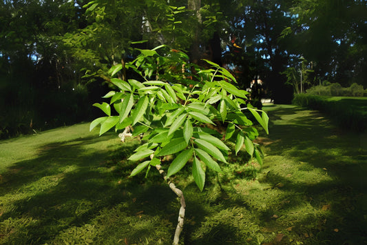Common Ash European Ash (Fraxinus excelsio)