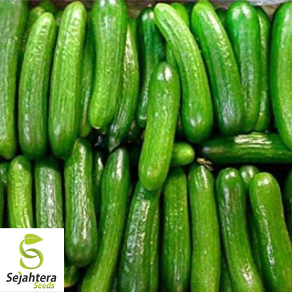 Beit Alpha Cucumber Seeds - 200+ Heirloom - Organic, Non-GMO & Fresh