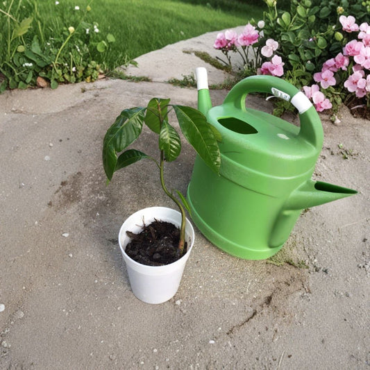 Mango Tree – Mangifera indica Live Seedling | 10–14 Inches Tall | Includes Nursery Pot  Tropical Fruit Starter | Patio & Backyard Friendly | Easy to Grow