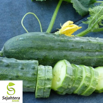 Spacemaster 80 Cucumber Seeds - 50+ Heirloom, Organic, Non-GMO & Fresh