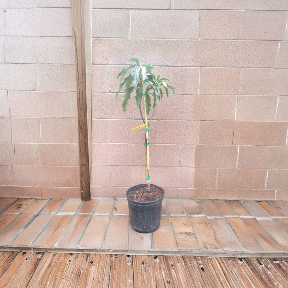 Mallika Mango Tree – Mangifera indica Grafted Live Tree | Approx. 36 Inches Tall | 3-Gal Pot  Indian Dessert Hybrid | Fiberless & Aromatic | Semi-Dwarf Variety