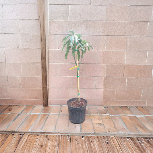 Mallika Mango Tree – Mangifera indica Grafted Live Tree | Approx. 36 Inches Tall | 3-Gal Pot  Indian Dessert Hybrid | Fiberless & Aromatic | Semi-Dwarf Variety