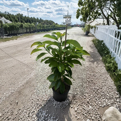 Oh La La Avocado Tree – Persea americana  Grafted Live Avocado Tree | 1–2 Feet Tall | 3 Gallon Pot Cold Hardy Avocado • Fruit Tree