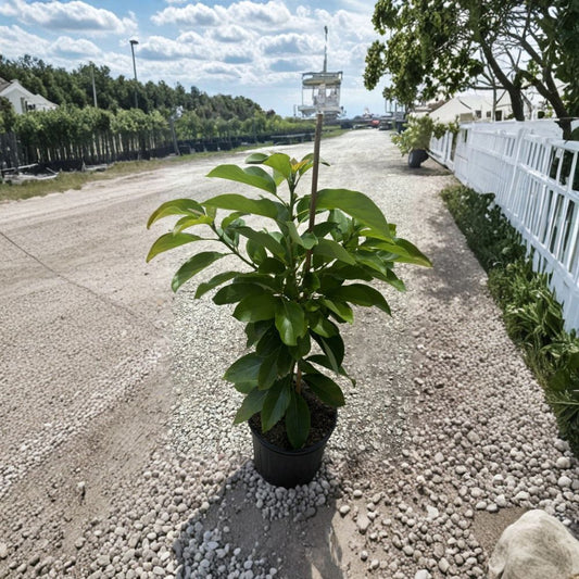 Oh La La Avocado Tree – Persea americana  Grafted Live Avocado Tree | 1–2 Feet Tall | 3 Gallon Pot Cold Hardy Avocado • Fruit Tree