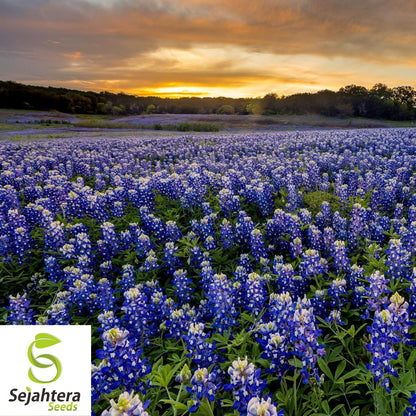 Texas Bluebonnet Seeds - 100+ Heirloom - Fragrant, Pollinator-Friendly & Bright