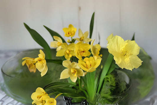 Spathoglottis plicata 'Yellow' - 6in Pot Ground Orchid with Vibrant Yellow Flowers | Easy Care Tropical Plant