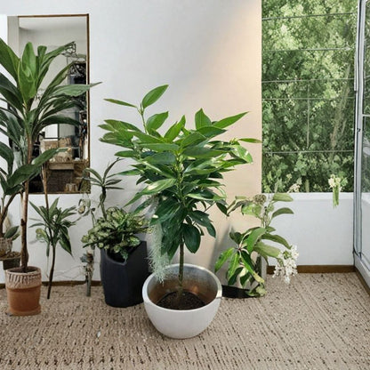 Cinnamon Tree – Cinnamomum verum Live Plant | 1–2 Feet Tall | Includes 3 Gallon Pot  Aromatic Evergreen | Culinary Spice Plant | Tropical Herb Tree