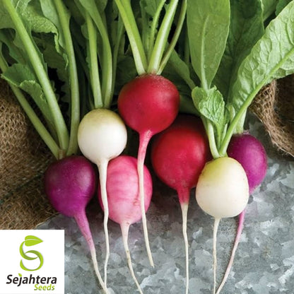 Radish Seeds 200 Ct | Easter Egg Blend Colorful Vegetable Garden NON-GMO USA