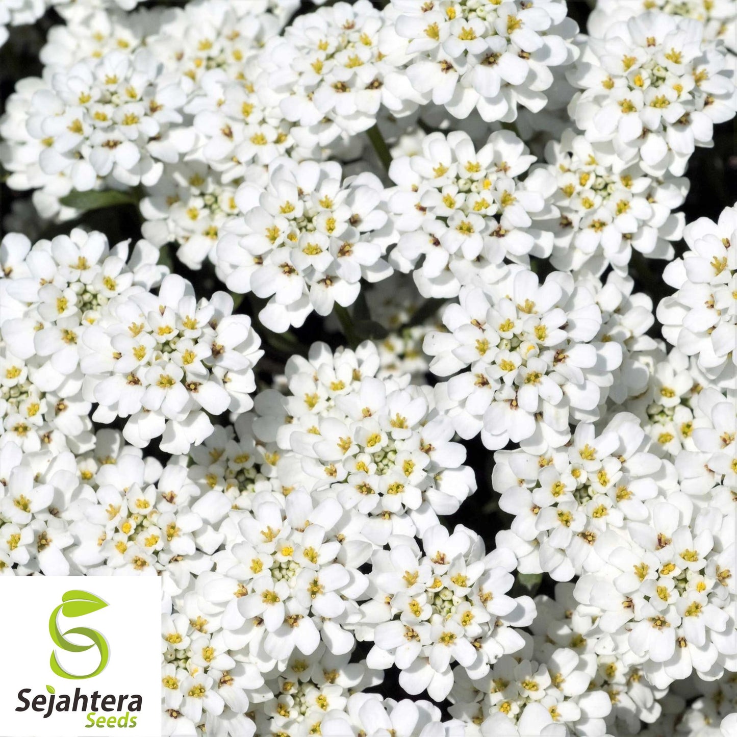 Candytuft Empress Rocket Seeds 250+ | Iberis amara Annual Flower USA