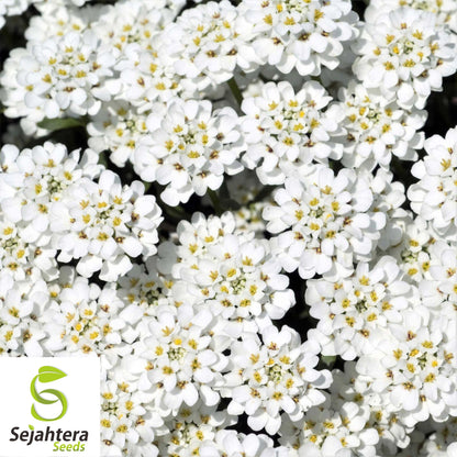 Candytuft Empress Rocket Seeds 250+ | Iberis amara Annual Flower USA