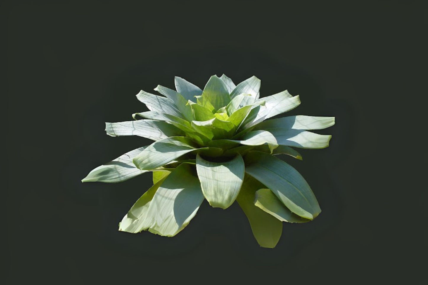 Alcantarea Imperialis Green Pot 9" - Alcantarea Imperialis ‘Green’ Bromeliad for Landscape, Spineless Foliage, Tropical Plant