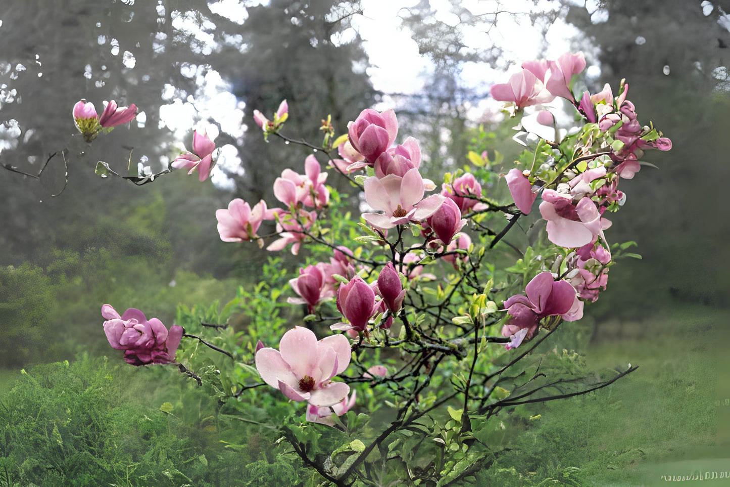 Saucer Magnolia (Magnolia X soulangeanaa)