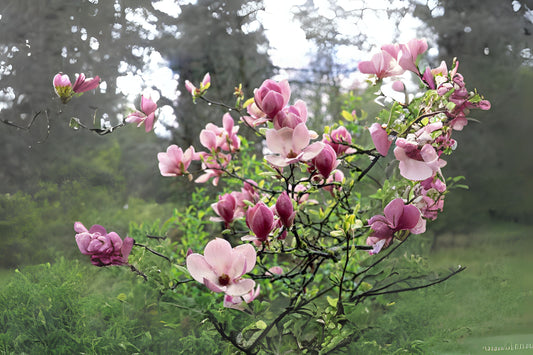Saucer Magnolia (Magnolia X soulangeanaa)