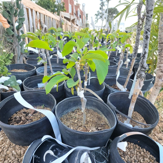 Red Geffner Atemoya – Annona atemoya ‘Red Geffner’ Live Fruit Tree | 3 Feet Tall | Shipped in 3 Gallon Pot  Sweet Custard Fruit | Unique Red-Toned Variety | Tropical Favorite