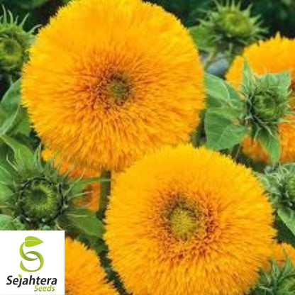 Double Sun Sunflower Seeds - 120+ Heirloom - Large, Bold & Rare Blooms